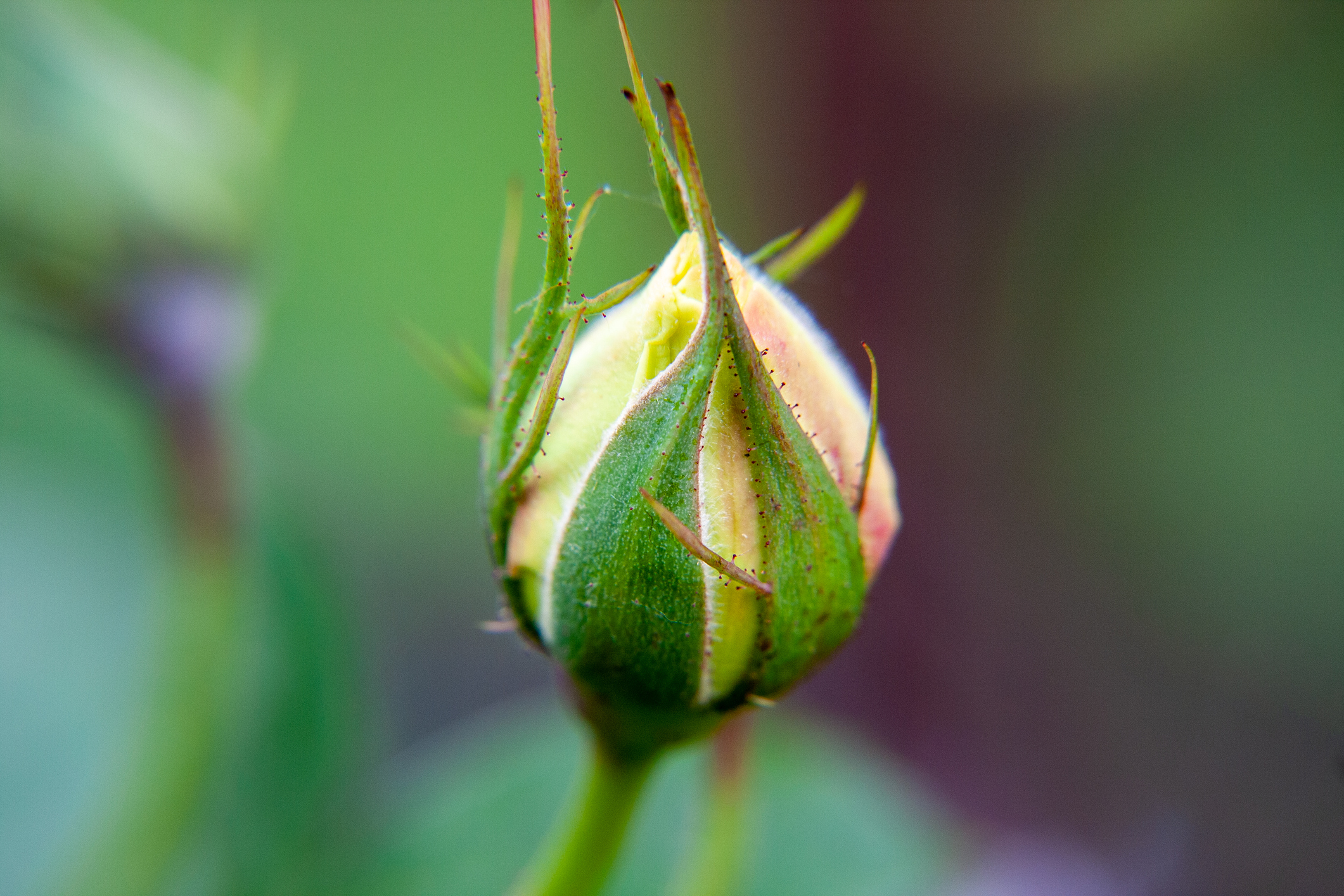 bud